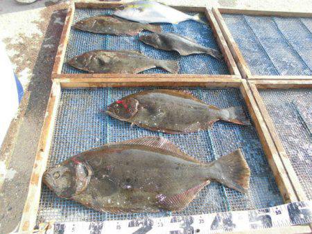 大進丸（愛知） 釣果