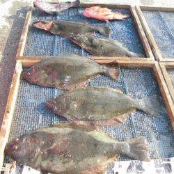 大進丸（愛知） 釣果