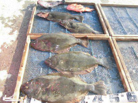 大進丸（愛知） 釣果