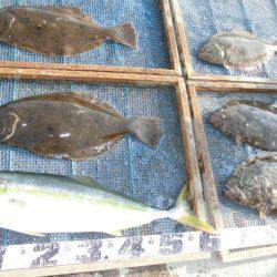 大進丸（愛知） 釣果