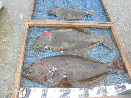 大進丸（愛知） 釣果