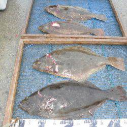 大進丸（愛知） 釣果