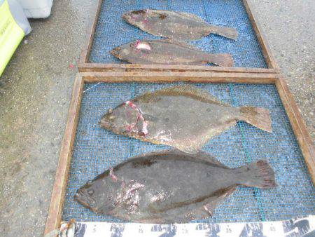 大進丸（愛知） 釣果