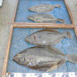 大進丸（愛知） 釣果