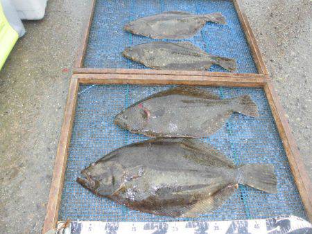 大進丸（愛知） 釣果