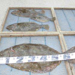 大進丸（愛知） 釣果