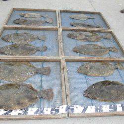 大進丸（愛知） 釣果