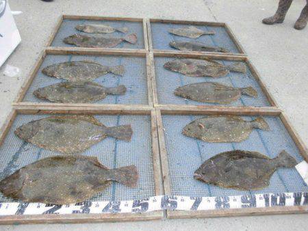 大進丸（愛知） 釣果