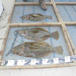 大進丸（愛知） 釣果