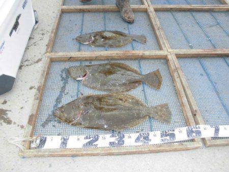 大進丸（愛知） 釣果