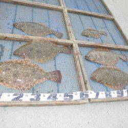 大進丸（愛知） 釣果