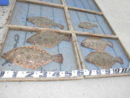 大進丸（愛知） 釣果