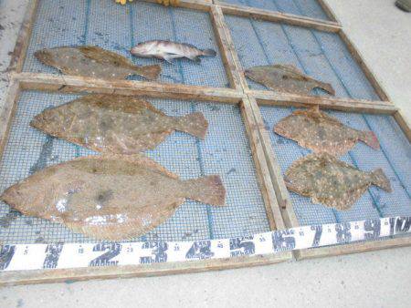 大進丸（愛知） 釣果