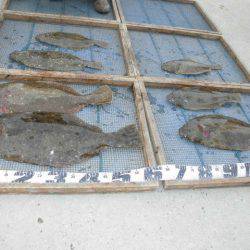 大進丸（愛知） 釣果