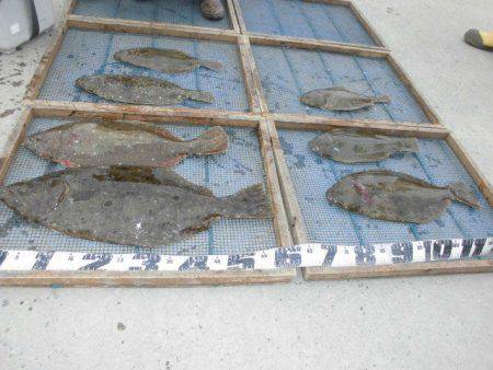 大進丸（愛知） 釣果