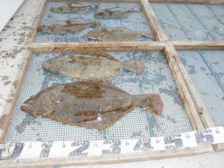 大進丸（愛知） 釣果