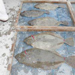 大進丸（愛知） 釣果