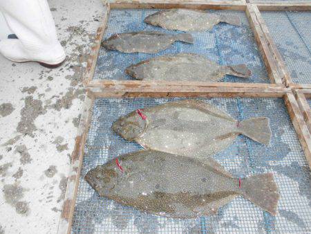 大進丸（愛知） 釣果