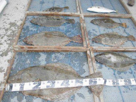 大進丸（愛知） 釣果