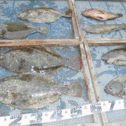 大進丸（愛知） 釣果