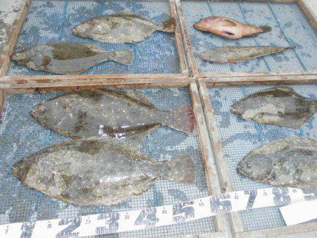 大進丸（愛知） 釣果