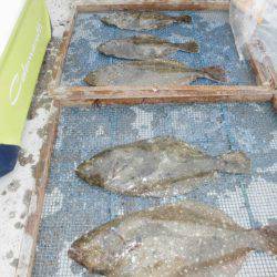 大進丸（愛知） 釣果