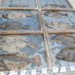 大進丸（愛知） 釣果