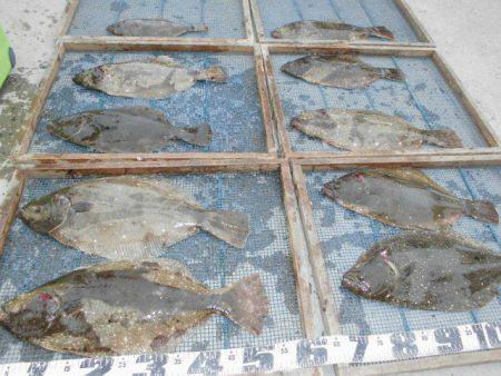 大進丸（愛知） 釣果