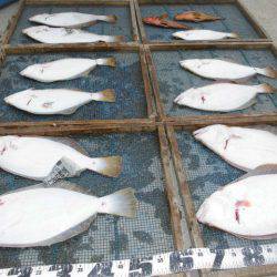 大進丸（愛知） 釣果