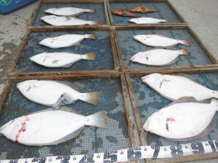 大進丸（愛知） 釣果