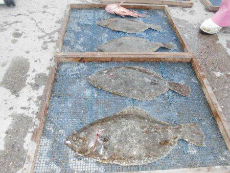 大進丸（愛知） 釣果