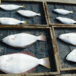 大進丸（愛知） 釣果