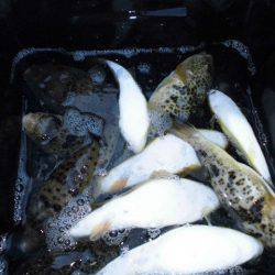 大進丸（愛知） 釣果