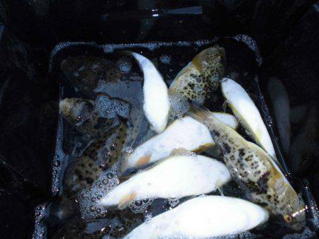 大進丸（愛知） 釣果