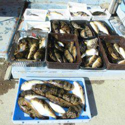 大進丸（愛知） 釣果