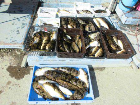 大進丸（愛知） 釣果