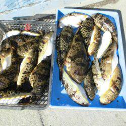 大進丸（愛知） 釣果