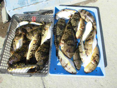 大進丸（愛知） 釣果