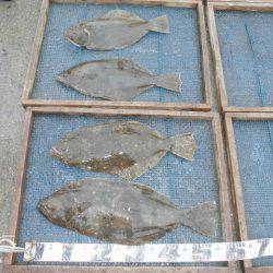 大進丸（愛知） 釣果