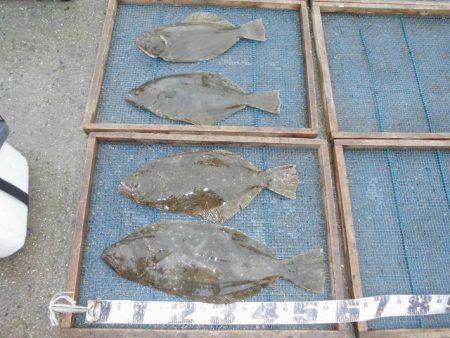 大進丸（愛知） 釣果