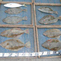 大進丸（愛知） 釣果