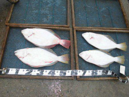 大進丸（愛知） 釣果