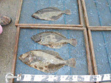 大進丸（愛知） 釣果