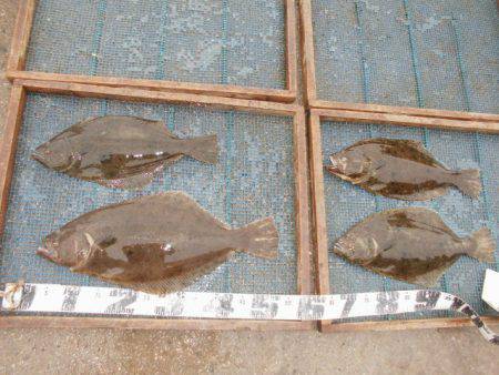 大進丸（愛知） 釣果