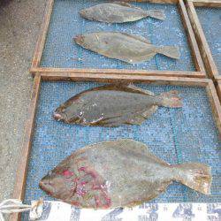 大進丸（愛知） 釣果