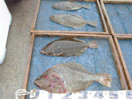 大進丸（愛知） 釣果