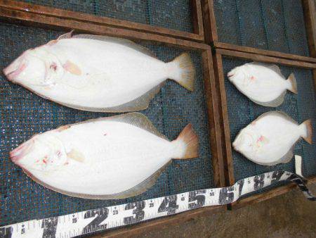 大進丸（愛知） 釣果