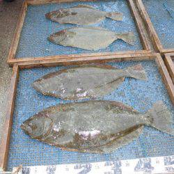 大進丸（愛知） 釣果