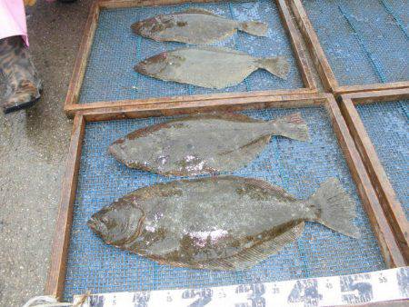 大進丸（愛知） 釣果