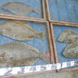 大進丸（愛知） 釣果